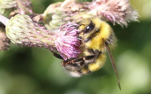 Réf. 275 062 : Bombus lucorum